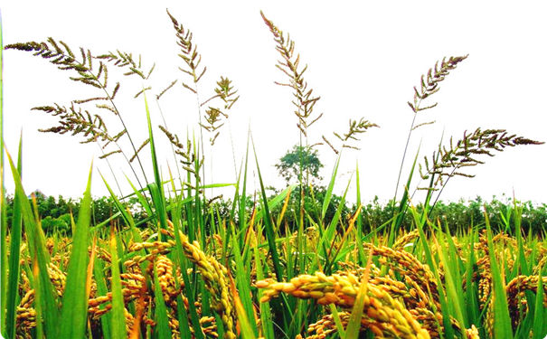 国学风水师姜军首谈稻穗与稗草的特殊关系