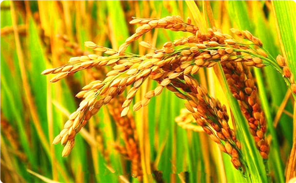 国学风水师姜军首谈稻穗与稗草的特殊关系
